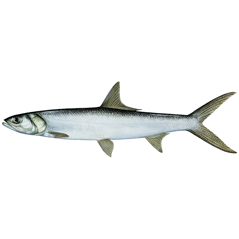 LADY  FISH
